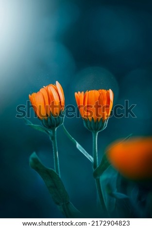 Macro of two orange calendula flowers against teal background with bokeh bubbles, light and magical particles in the air. Shallow depth of field and soft focus. Light shining in the corner Royalty-Free Stock Photo #2172904823