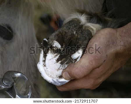 Blacksmith shoeing a donkey and cleaning hoof detail