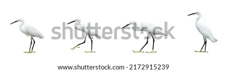 Set of egret isolated on white background Royalty-Free Stock Photo #2172915239