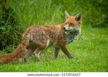 Red Fox roaming around Field (depth of view) 