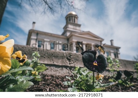A little black flower in front of the Old Capitol Building, Downtown Iowa City, Iowa