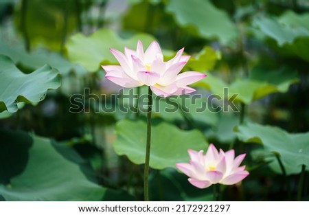 Pink Lotus Flower under Sunshine in the Park of Guangzhou Royalty-Free Stock Photo #2172921297