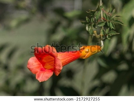Close up detail photo of a Trumpet creeper - Campsis radicans - a showy, yellow, orange or red trumpet-shaped flower that attracts hummingbirds