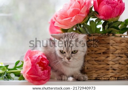 Grey cat lying on a windowsill near bouquet of coral peonies in wicker basket
