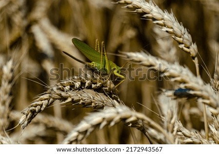 Locusts on wheat grain. Damage to the entire grain harvest. Devours everything in its path. Farmers' losses. A series of pictures.