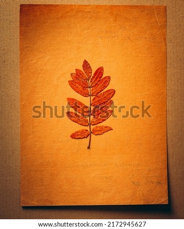 Autumnal Leaf on the Old Paper Background closeup