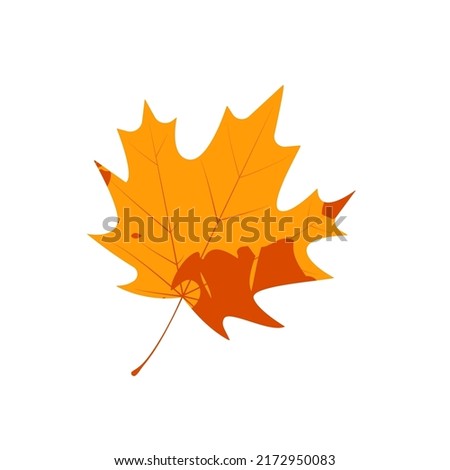 Withered autumn maple leaf. Fallen leaf with notley texture.