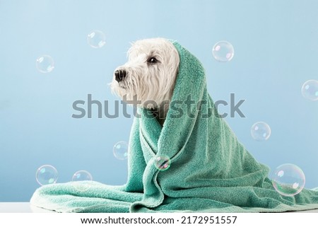 Cute West Highland White Terrier dog after bath. Dog wrapped in towel. Pet grooming concept. Copy Space. Place for text. High quality photo Royalty-Free Stock Photo #2172951557