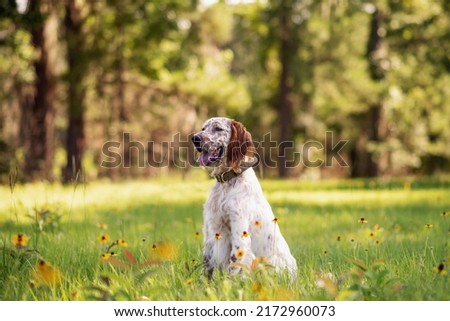 English setter dog at an outdoor meadow in the woods. dog at a park on a sunny day. Royalty-Free Stock Photo #2172960073