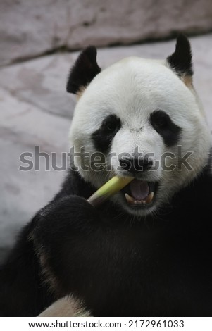  Giant panda bear ( Ailuropoda melanoleuca) eating bamboo