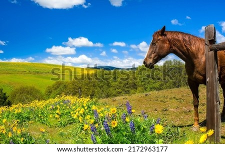 A horse on a leash at a summer meadow. Horse in summer meadow flowers. Horse at fence on summer meadow flowers. Horse in summer Royalty-Free Stock Photo #2172963177