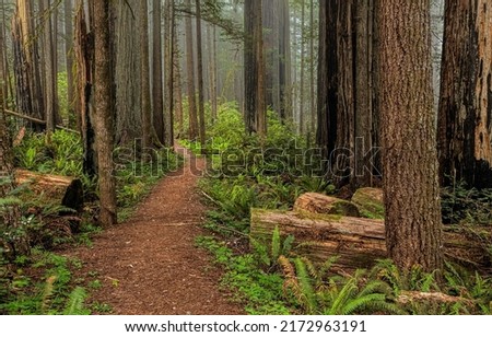 A path in a pine forest. Forest path view. Path in forest. Forest path way Royalty-Free Stock Photo #2172963191