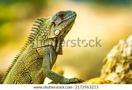 Portrait of an iguana in profile. Exotic iguana. Iguana portrait. Iguana in profile Royalty-Free Stock Photo #2172963213