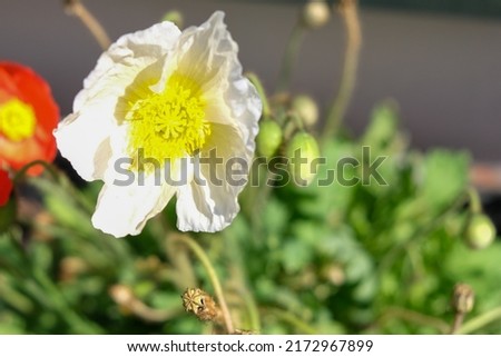 Close up of a white poppy flower which is posed on the left side of the picture