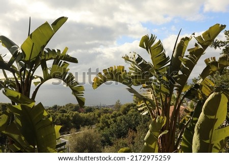 Bananas trees with cloudy blue sky