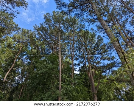 Tall Loblolly pine trees reaching up into the blue sky in North Carolina Royalty-Free Stock Photo #2172976279
