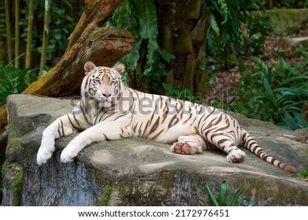 White tiger or bleached tiger is a leucistic pigmentation variant of the Bengal tiger, Siberian tiger and hybrids between the two.
