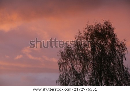Tree at sunset with pink sky evening nature background image