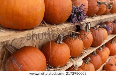 Halloween pumpkin composition. Ripe pumpkins stacked on shelves. Autumn harvest before Halloween.