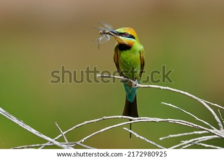 Rainbow bee-eater (Merops ornatus) is a near passerine bird in the bee-eater family Meropidae. Rainbow bee-eater. Merops ornatus - Centenary Lakes.jpg.