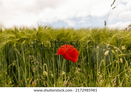 One poppy flower on the background of a wheat field