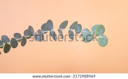 Eucalyptus leaves on a colored background. Blue green leaves on branches for abstract natural backdrop or poster