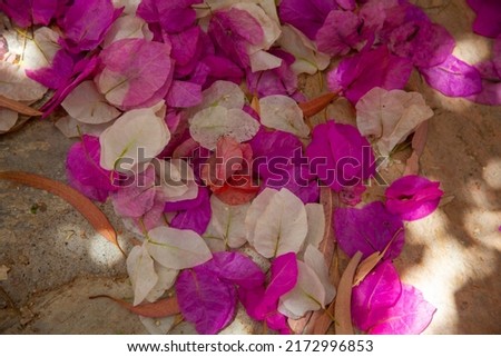 Fallen white and purple bougainvillaea leaves. Bougainvillea flowers. Close up.