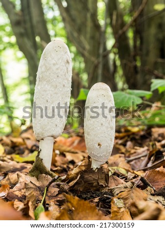 wild forrest mushroom in the woods of Bavaria in Germany in fall. Picture of the fungi with lovely bokeh was taken on a warm September day.