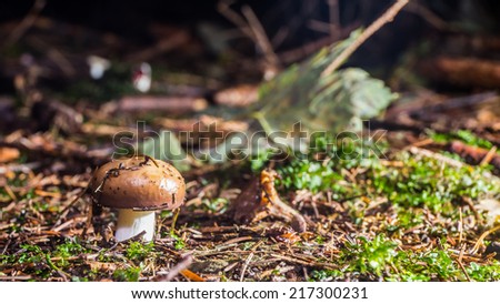 Forrest Champignon. Wild edible forrest mushroom in the woods of Bavaria in Germany in fall. Picture of the fungi with lovely bokeh was taken on a warm September day.