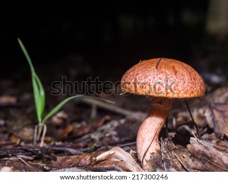 wild forrest mushroom in the woods of Bavaria in Germany in fall. Picture of the fungi with lovely bokeh was taken on a warm September day.