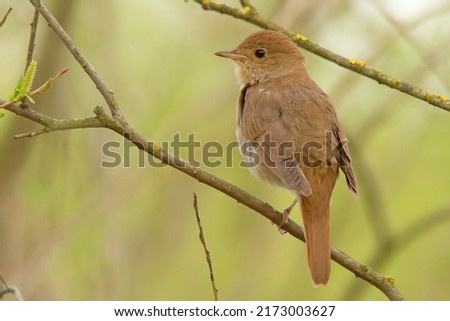 The thrush nightingale, sprosser (Luscinia luscinia) Royalty-Free Stock Photo #2173003627