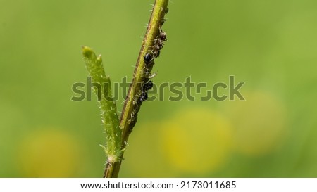 A macro shot of an ant marshalling some aphinds on the stalk of an oxeye daisy. Royalty-Free Stock Photo #2173011685
