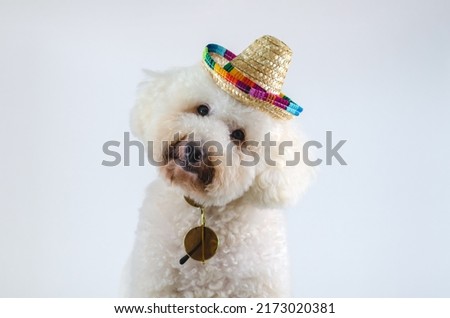 An adorable white Poodle dog wearing hat with sunglasses on white color background for Summer concept.