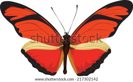 Butterfly - Species - Julia - Vector Image