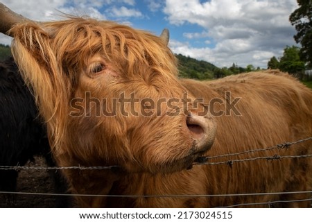 Highland cattle or Highland cow it's a Scottish breed of rustic cattle. It originated in the Scottish Highlands and the Outer Hebrides islands of Scotland and has long horns and a long shaggy coat. Royalty-Free Stock Photo #2173024515