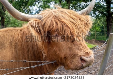 Highland cattle or Highland cow it's a Scottish breed of rustic cattle. It originated in the Scottish Highlands and the Outer Hebrides islands of Scotland and has long horns and a long shaggy coat. Royalty-Free Stock Photo #2173024523