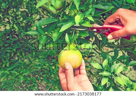 Gardener hand picking an orange with scissor in orange farm.