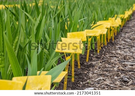 Beds with flowers and seedlings and a yellow sign for planting, growing flowers for sale, a yellow sign in a flowerbed, beautiful green vegetation, a plantation for growing flowers