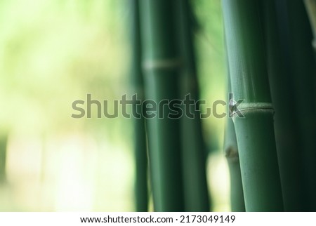 A serene in green nature atmosphere of beautiful bamboo forest. Close up bamboo tree in fresh clear morning air and greenery blurred background.