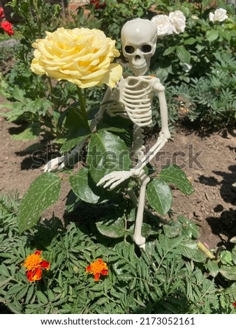 A toy skeleton of a man next to a yellow rose in the garden. Creative concept of the transience of life