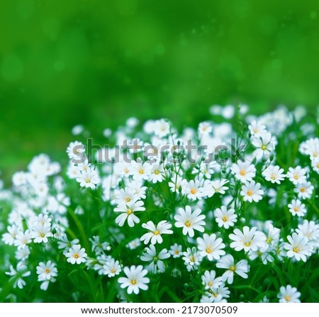 beautiful white flowers close up on green natural abstract background. Gentle floral artistic nature image. wild flowers of Stellaria holostea close up. spring or summer blossoming season. copy space