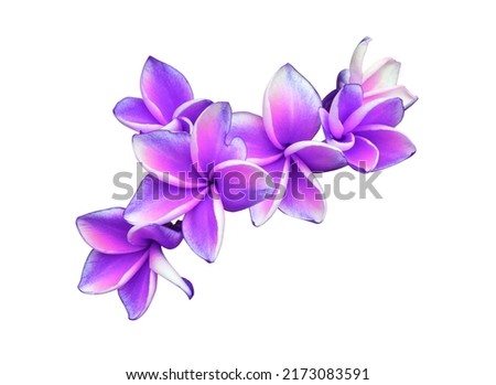 Plumeria, Frangipani, Graveyard tree, Close up pueple single plumeria flower isolated on white background. Top view of pink-violet blooming frangipani flower bunch Royalty-Free Stock Photo #2173083591