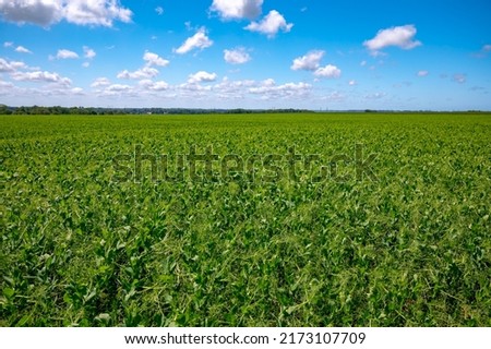 Argiculture in Pays de Caux, fields with green peas plants in summer, Normandy, France Royalty-Free Stock Photo #2173107709