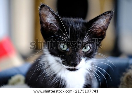 Portrait of a superb very young abandoned kitten. Then collected, cared for and socialized to be adopted by a responsible family who will bring him lots of love.