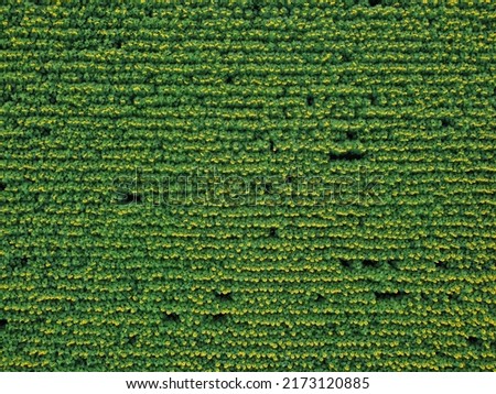 [29 JUN  2022 ; Aheloy, Bulgaria] Top view of a sunflower field 