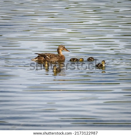 duck family on a lake in a leisure centre