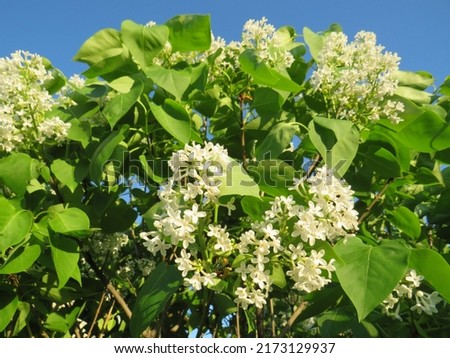 a branch of lilac with many small white flowers on a branch against the background of a clear blue sky on a summer day