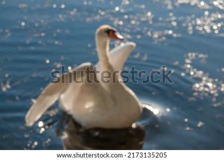 Beautiful swan on a lake