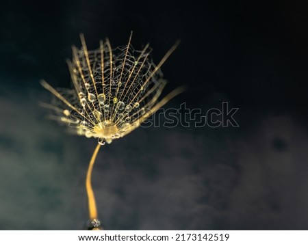 Close-up of achenes of Tragopogon with drops for background