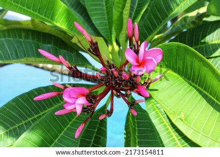 Close up of red frangipani flowers on green leaves. Red frangipani background